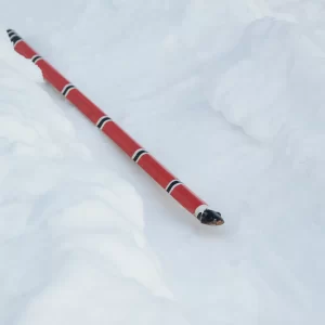 It's a snow snake!