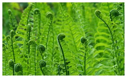 Image of fiddleheads.