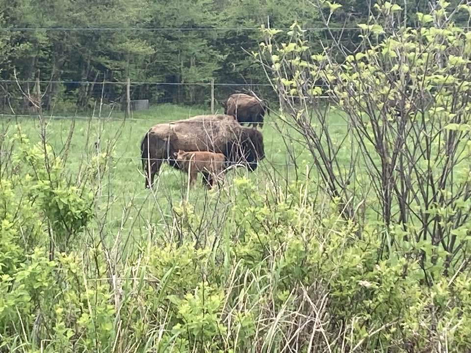 Bison and calf in field